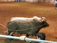 2017 Whip Crackin Rodeo