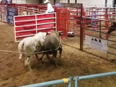 2017 Whip Crackin Rodeo